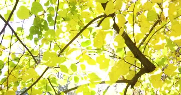 Video Movimiento Luz Solar Través Hojas Amarillas Otoño Ramas Altas — Vídeo de stock