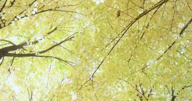 4k video. Sarı sonbahar, yürüyen ağaçlar uzun boylu dallarında bırakır