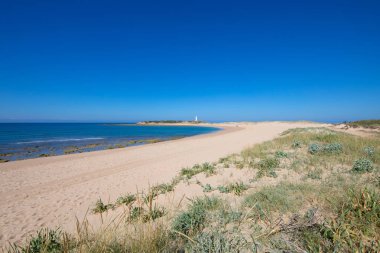 vahşi doğal plaj Varadero veya Marisucia, güzel ve pastoral manzara Canos fırlayan Köyü (Barbarte, Cadiz, Endülüs, İspanya) ve Cape Trafalgar deniz feneri ile
