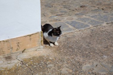 izlerken, sokak köşesinde bekliyor beyaz ve siyah kedi