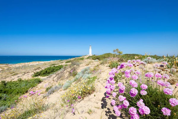 Flores Plantas Arbustos Océano Atlántico Junto Faro Del Parque Natural — Foto de Stock