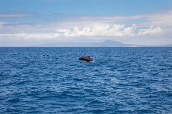 Pilóta Bálna Blackfish Vagy Család Globicephala Cetfélék Úszás Ugrás Kék — Stock Fotó