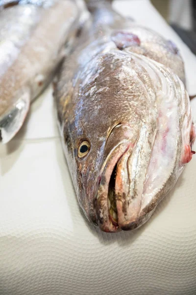머리와 신선한 물고기 Corvina 테이블에 식탁보에의 입으로 — 스톡 사진