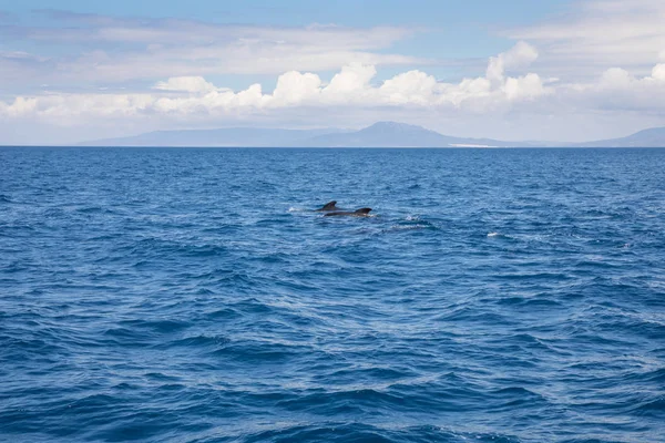 Pilot Walvissen Ovalis Walvisachtigen Familie Globicephala Zwemmen Het Blauwe Water — Stockfoto