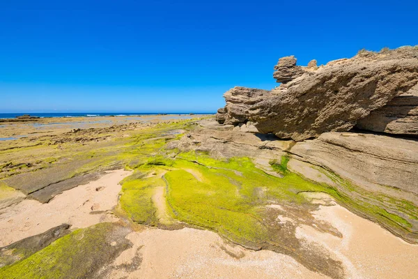 Bellissimo Paesaggio Rocce Verdi Con Alghe Marine Capo Trafalgar Canos — Foto Stock