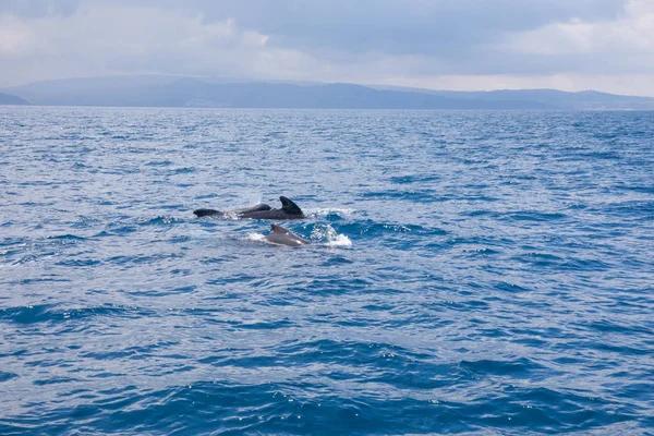 Κοπάδι Των Πιλότων Φάλαινες Ροφούς Κητώδη Στην Οικογένεια Globicephala Κολύμπι — Φωτογραφία Αρχείου
