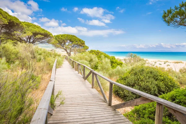 Krajina Dřevěná Lávka Rostlinami Stromy Pláži Bolonia Tarifa Cádiz Andalusie — Stock fotografie