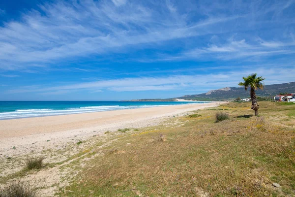 Paesaggio Bolonia Spiaggia Prato Erboso Con Palma Tarifa Cadice Andalusia — Foto Stock