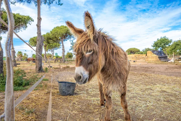 Domestic Donkey Breed Known Zamorano Leones Spain Great Shaggy Wool — Stock Photo, Image