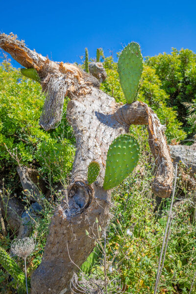 green leaves in withered cactus opuntia ficus-indica (also named Cactus Pear, Nopal, fig opuntia, Barbary fig, spineless, prickly, chumbera) sick, maybe cochineal