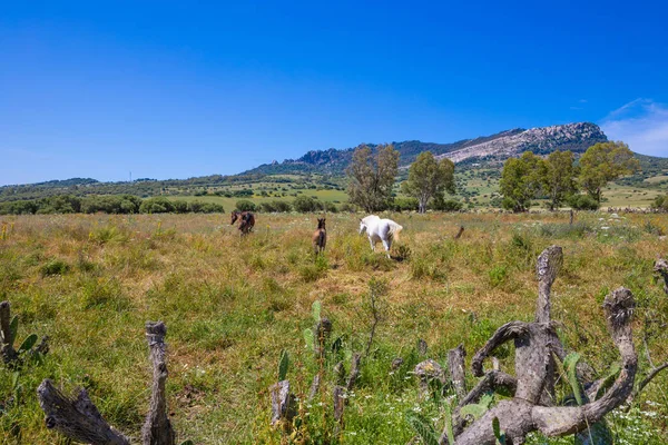 Три Коричневые Одна Белая Лошади Пасутся Зеленой Прерии Сельской Местности — стоковое фото