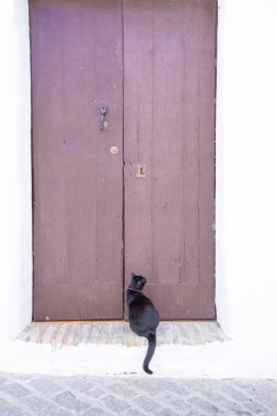 kara kedi ararken kapalı ahşap dış kapı önünde bekleyen