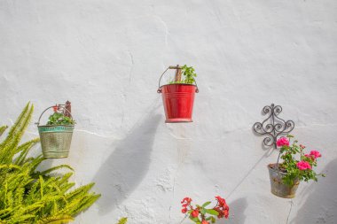 beyaz bir duvarda asılı tencere haşhaş ve gül çiçek