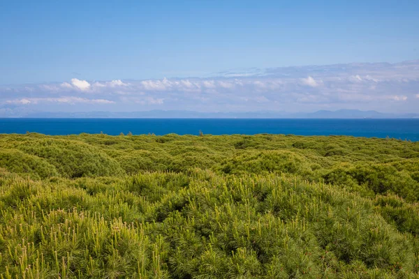 直布罗陀海峡的风景 海洋和摩洛哥海岸在地平线上 从加的斯 西班牙 欧洲的森林 — 图库照片