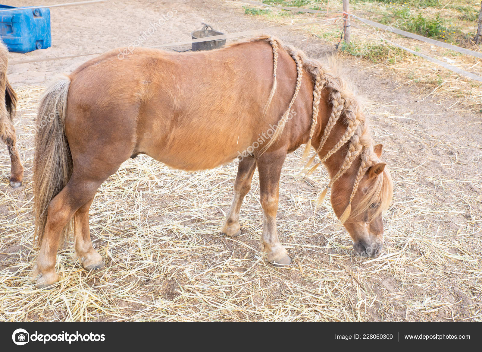 Side View Spanish Domestic Brown Horse Blonde Hair Pigtails