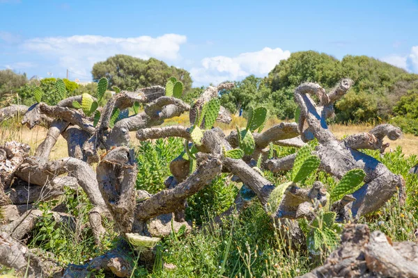 Große Pflanze Kaktus Opuntia Ficus Indica Auch Kaktusbirne Nopal Feigenopuntia — Stockfoto