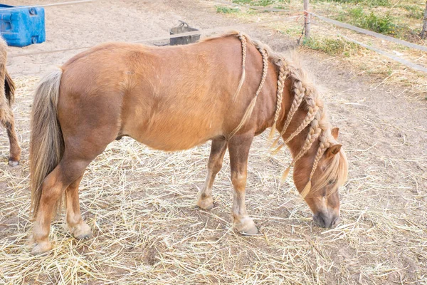 Боковой Вид Испанской Домашней Коричневой Лошади Блондинистыми Волосами Косичками Выпас — стоковое фото