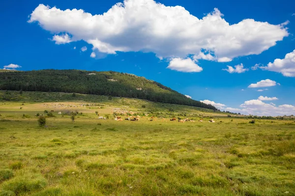 Manada Distante Vacas Descansando Sobre Hierba Verde Gran Prado Impresionante —  Fotos de Stock