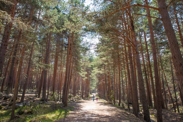 Caminho Floresta Com Menina Mulher Caminhando Caminhando Parque Natural Guadarrama — Fotografia de Stock