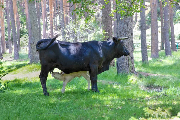 Ternera Blanca Chupando Amamantando Una Gran Vaca Negra Bosque Del —  Fotos de Stock