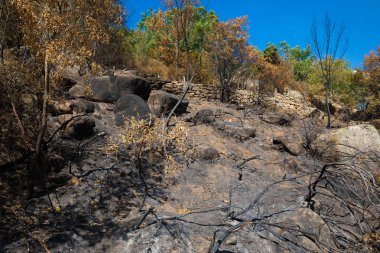 sonra ateş ve Camorza Gorge (Madrid, İspanya, Avrupa canlı ağaçlarda Grove yandı)