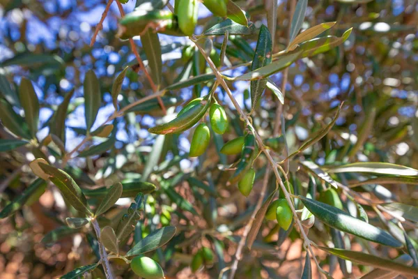 Detail Des Olivenbaumzweiges Mit Grünen Früchten Und Blättern Ciudad Real — Stockfoto