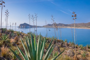 beautiful scenic of Genoveses bay and beach, from mountain with agave plants and desert vegetation, in Gata Cape Natural Park, in Almeria (Nijar, Andalusia, Spain, Europe) clipart