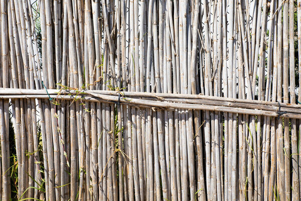 Background with fence of dry trunks of canes plant aligned and tied