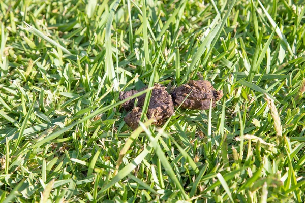 Ayrıntı Kahverengi Köpek Boku Yakın Çekim Yeşil Çim Çim Bok — Stok fotoğraf