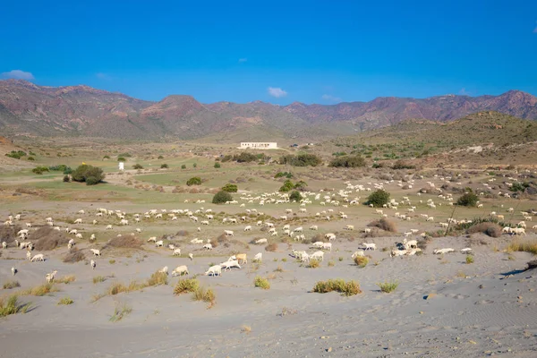 アルメリア Nijar アンダルシア スペイン ヨーロッパのガータ岬自然公園 スペイン語でカボ の牧草地で放牧白ヤギの群れ — ストック写真