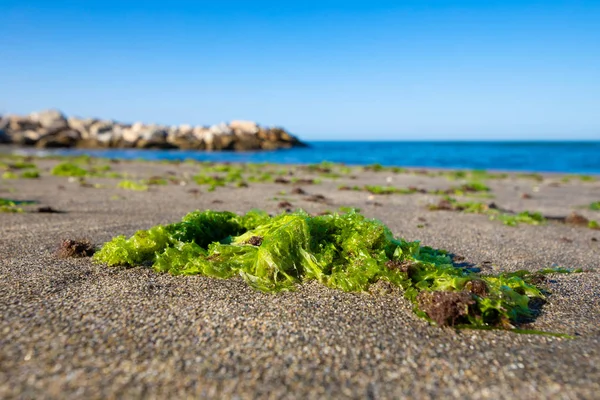 Zielone Wodorosty Piaszczystej Plaży Cabopino Nad Morzem Śródziemnym Marbella Malaga — Zdjęcie stockowe