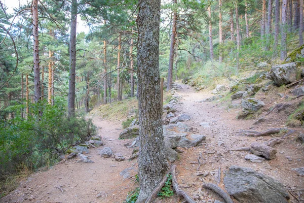 Bifurcação Duas Trilhas Para Escolher Floresta Pinheiros Montanha Canencia Madrid — Fotografia de Stock