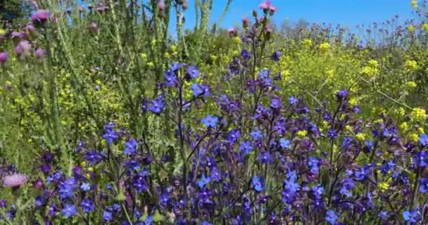 Wegziehen Mit Schieberegler Blaue Blumen Frühlingslandschaft Horizont Und Blauer Himmel — Stockvideo