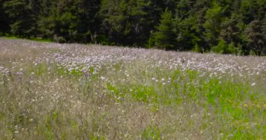 çiçek orman Navafria, Madrid, İspanya Guadarrama yanında yürürken p.o.v.