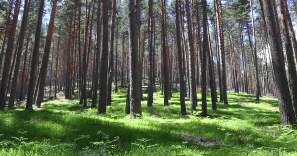 Träd Tallskog Med Grönt Gräs Och Ormbunkar Guadarramabergen Nära Madrid — Stockvideo