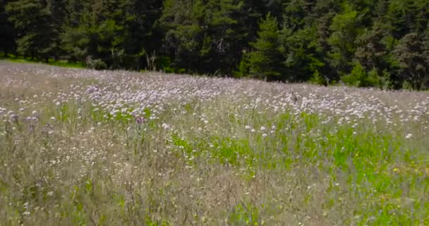 Paseando Por Las Flores Junto Bosque Navafria Guadarrama Madrid España — Vídeo de stock