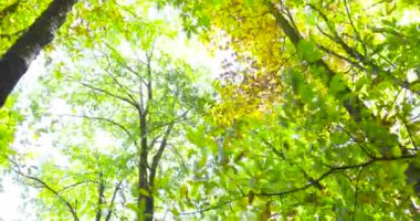 Walking down of green and yellow autumn leaves in tall branches of trees
