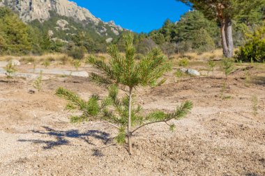 Pedriza dağın ülkede küçük çam ağacı dikti