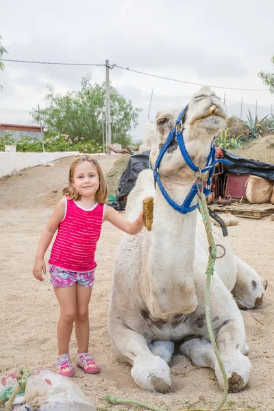 Niña sonriente cepillando dromedario sentado en el campo en — Foto de Stock