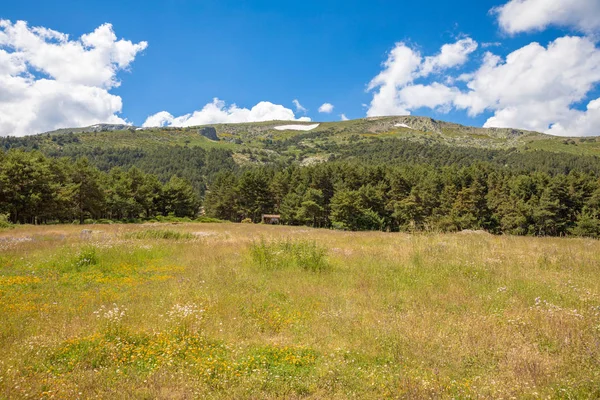 Scenic with Navafria mountain and forest from a meadow in Madrid — Stock Photo, Image