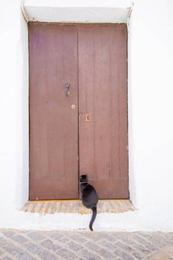kedi kapalı bir kapı açmak birini bekliyor