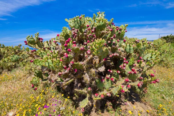 Großer grüner Pflanzenkaktus opuntia ficus-indica mit Feigenfrüchten — Stockfoto