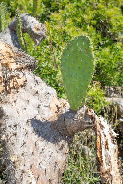 Grünes Blatt im welken Kaktus opuntia ficus-indica — Stockfoto