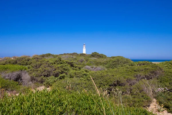 Faro de Trafalgar Cabo sobre plantas verdes — Foto de Stock