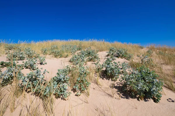 Rośliny morze ostrokrzew i beachgrass w wydmach piasku — Zdjęcie stockowe