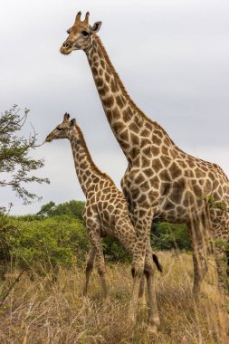 Geraffe ayakta açık alanları ile Pilanesberg Ulusal Parkı
