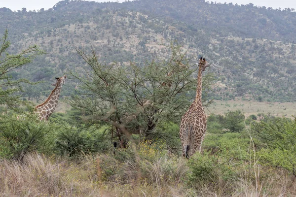 Geraffe Eten Groene Bladeren Van Een Boom Het Pilanesberg National — Stockfoto