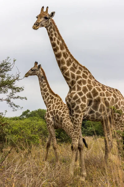 Geraffe Berdiri Lapangan Terbuka Taman Nasional Pilanesberg — Stok Foto