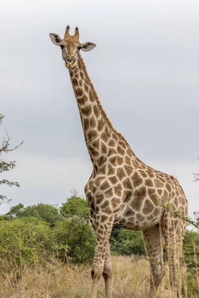 Zuidelijke Geraffe Staande Pilanesberg Nation Park — Stockfoto