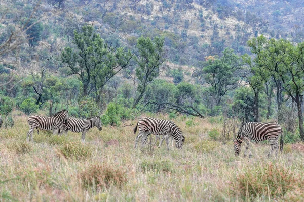 Pâturage Zèbres Burchels Dans Parc National Pilanesberg — Photo